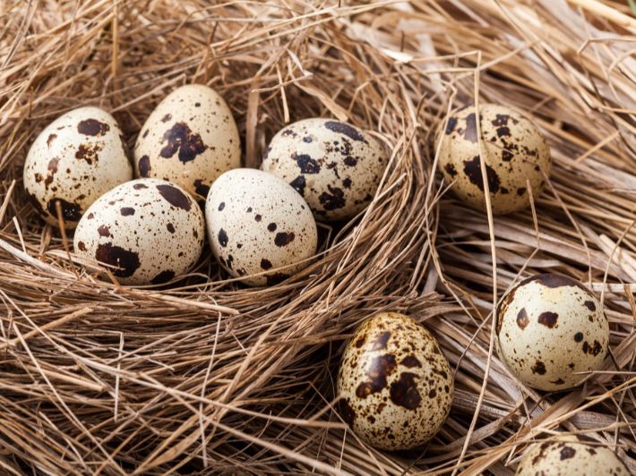 بيض سمان بلدي 24 بيضه من مزرعة الخيرات